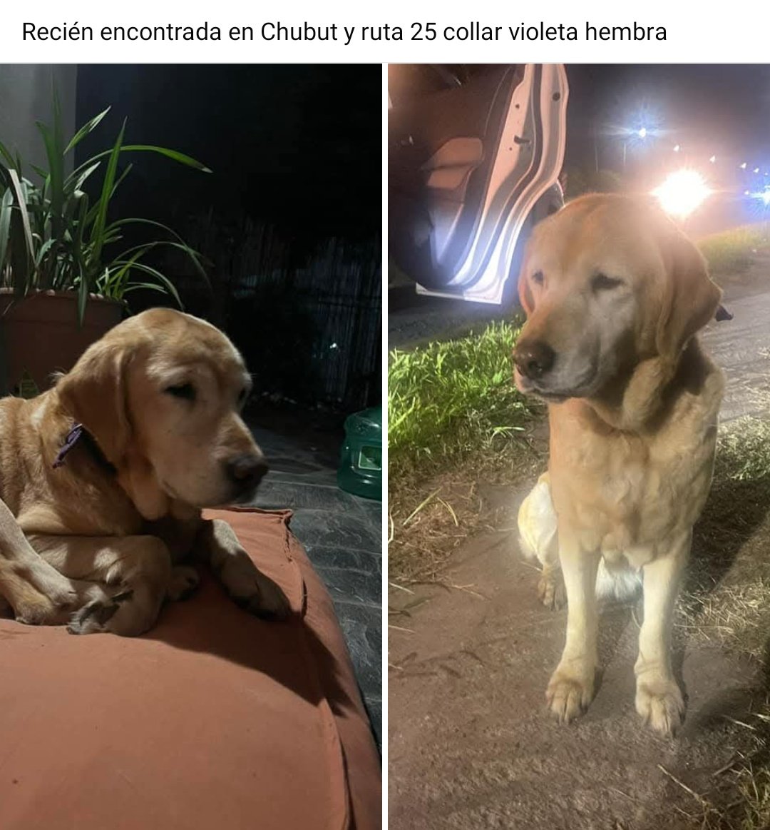 cnstzx's tweet photo. Encontramos esta labrador hembra zona pilar villa rosa
BUSCAMOS A SUS DUEÑOS 

PORFA DIFUNDIR https://t.co/7peMlelXpC
