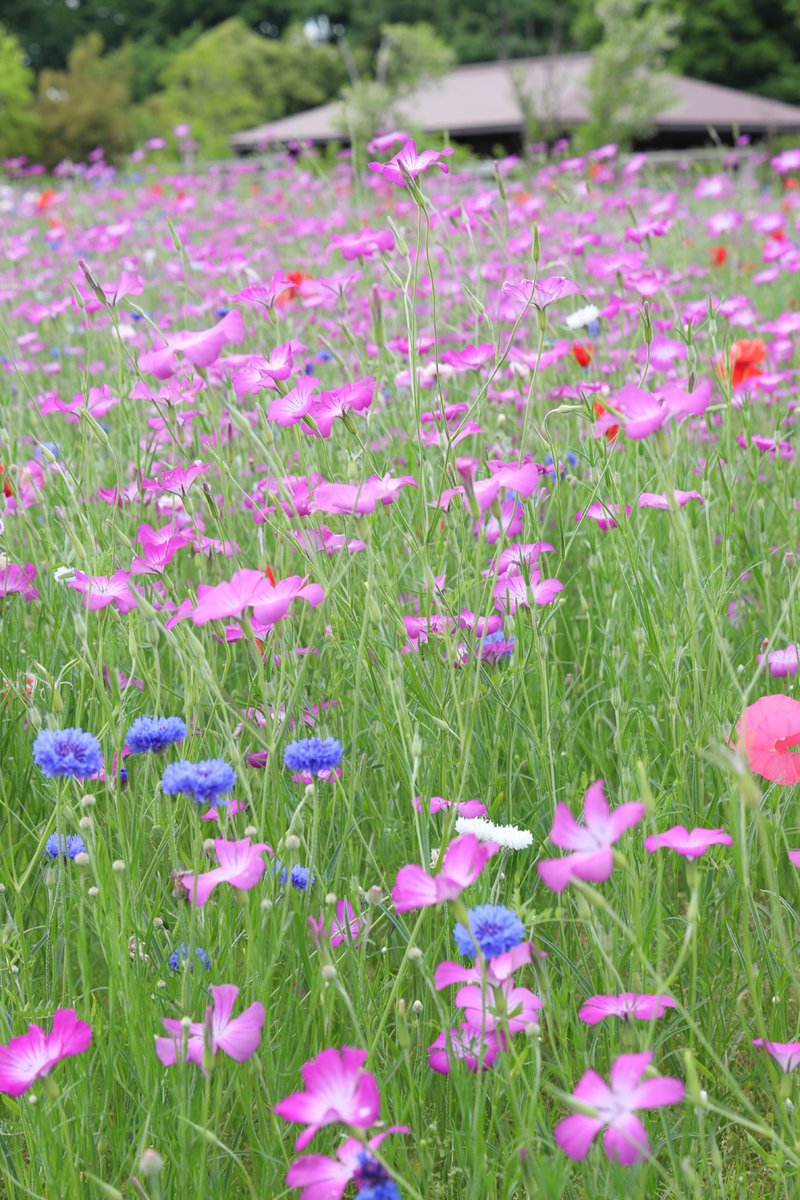 なんともいい感じの散りばめ感。🙂