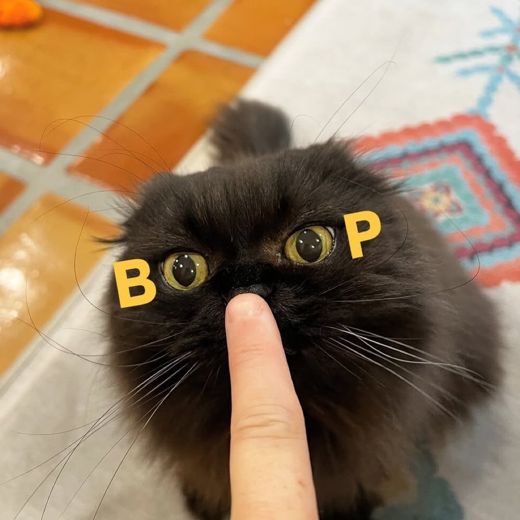 gatos fazendo gatices (@gatinarios) on Twitter photo 