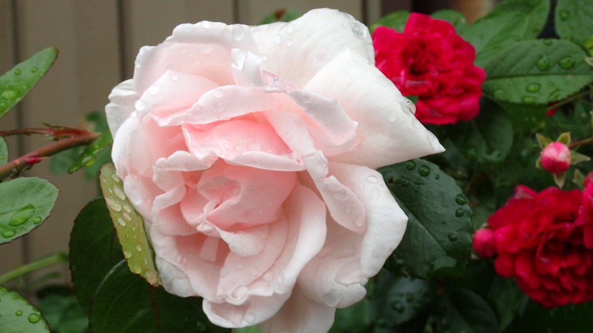 akira_science's tweet photo. みなさまおはようございます。今朝の北陸は☂☁
気温16.5℃。午後は☁の予報です。
６月☂🐸になりましたね。肌寒く、寒暖差があるので、体調に十分注意ですね🙂
お出かけ🚌🚃🚙🚴のみなさん、天気をご確認の上、お気をつけて👋
どちらさまも素敵✨な日曜日を😊
今月もよろしくお願いいたします😊 https://t.co/vLgNENbD4N