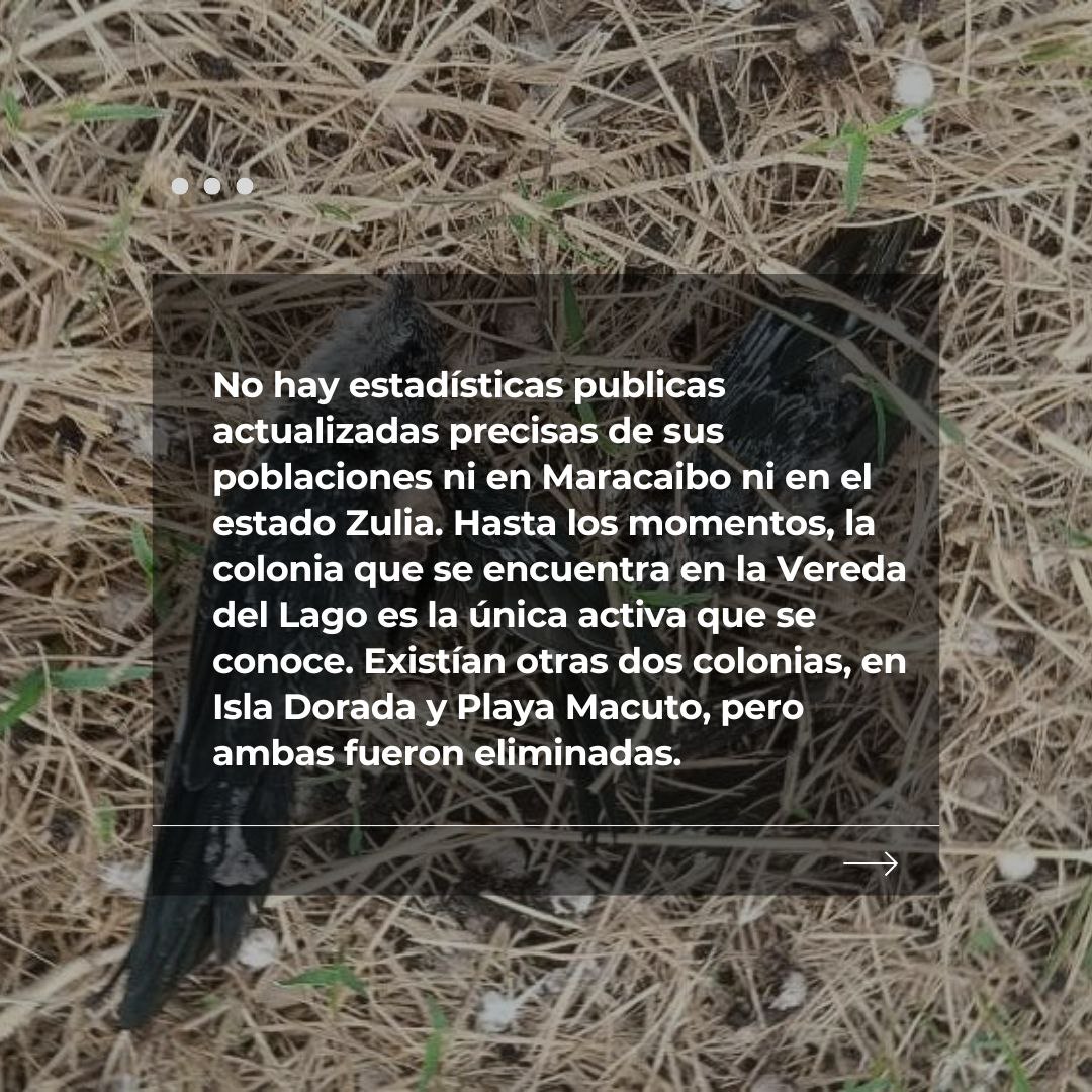 🐦‍⬛🪓🦊 Los vencejos están amenazados desde varios frentes. 

Este especie tiene una función crucial en el equilibrio de los ecosistemas urbanos y rurales al controlar poblaciones de insectos, especialmente de aquellos que transmiten enfermedades o dañan cultivos.