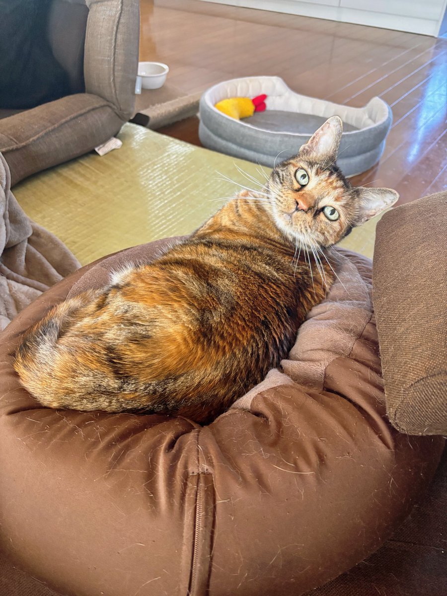 「今日はベランダ行けるんじゃない？」
の眼差し。