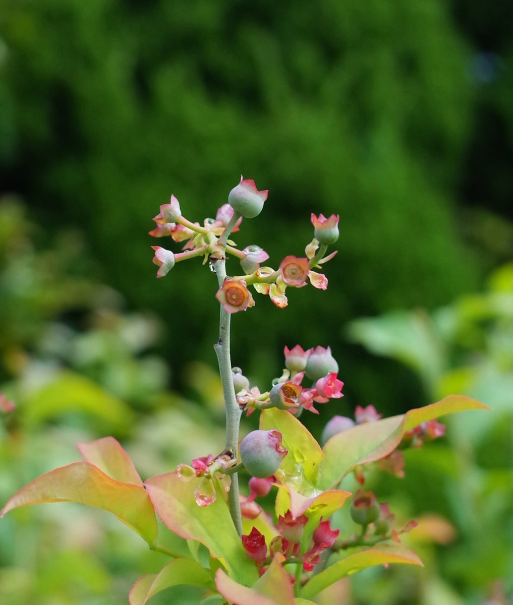雨のち夏の日差し
葉の成長著しい
ブルーベリー(定期)