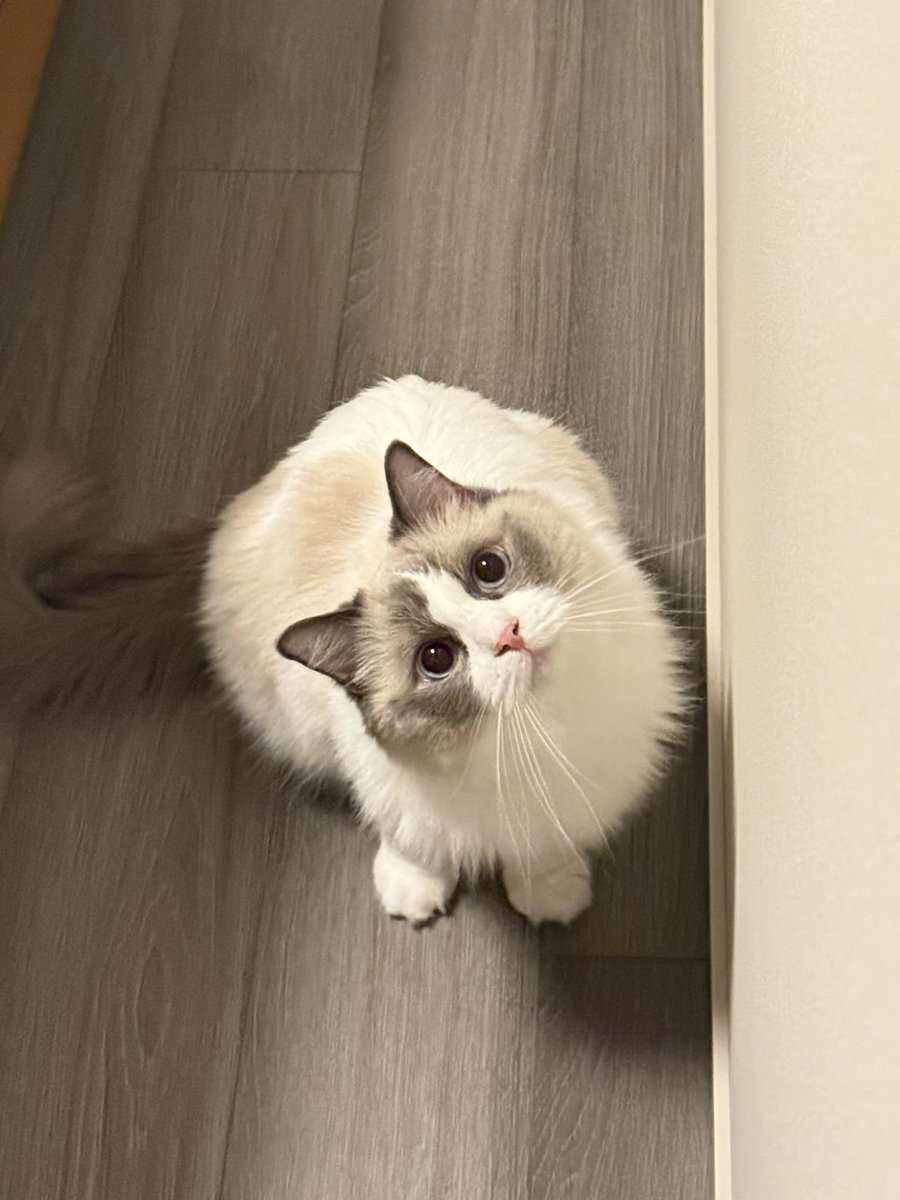 ragdoll0504's tweet image. まさか、わたちを置いて出かける気じゃないでしょうね？！