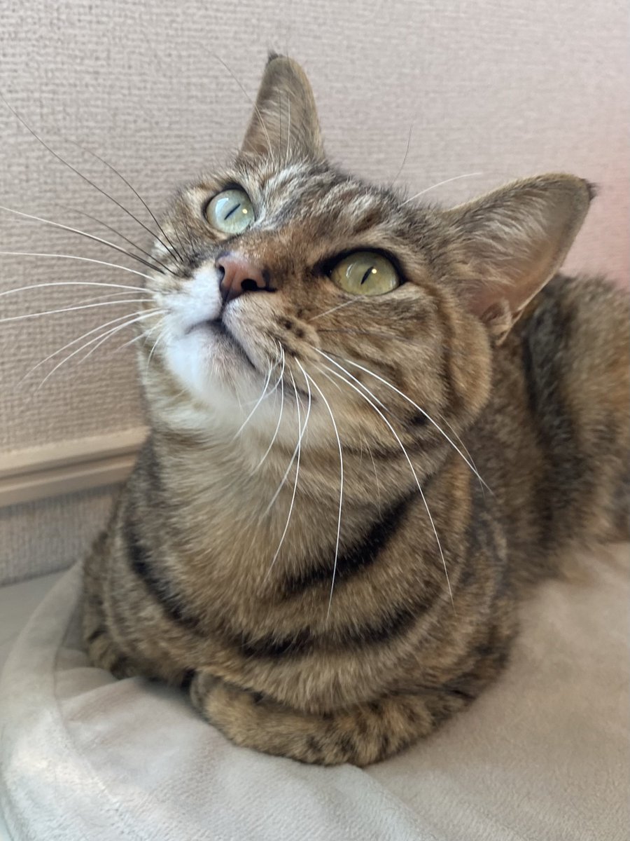 おててないない🐱