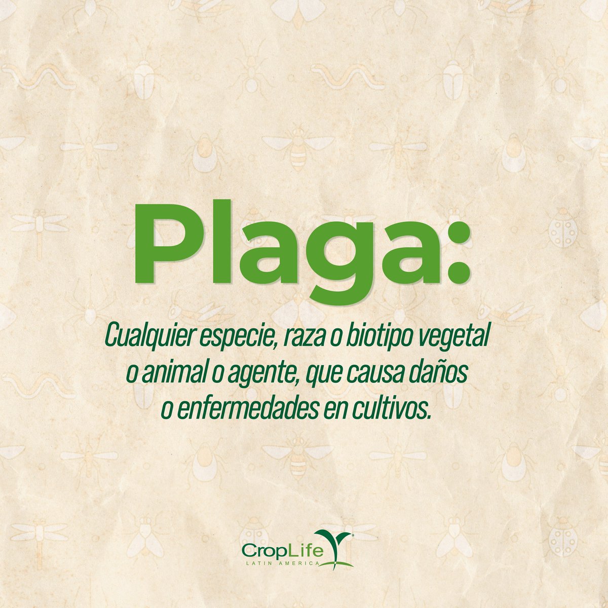 Conoce las plagas que podrían afectar tu cultivo y cómo combatirlas ingresando y aprendiendo en nuestro listado de plagas. Recuerda que mantenerlas controladas garantiza que tu cultivo sea un éxito y contribuye con la sostenibilidad alimentaria de tu país: bit.ly/2RDX0Op