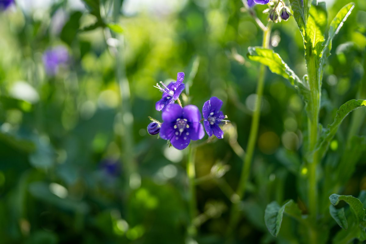 share your purple photos! 💜