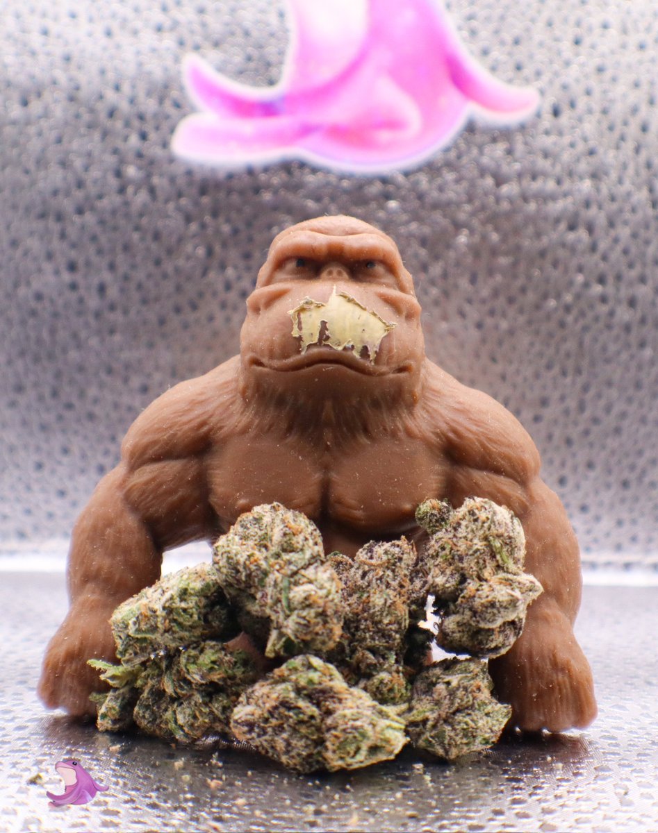 Sir_Porp's tweet photo. God I be havin too much fun 😂🐬
Gorilla Zkittlez 🦍🍬 
@RareHarvest 
https://t.co/4S1WrGf2mV
🏷️ RWAP ( should be applied auto. Tho. ) 

#photography #weedphotography #budphotography #gorillazkittlez #rwap #rareharvest #thca #weedcommunity https://t.co/ryHljpdZL0