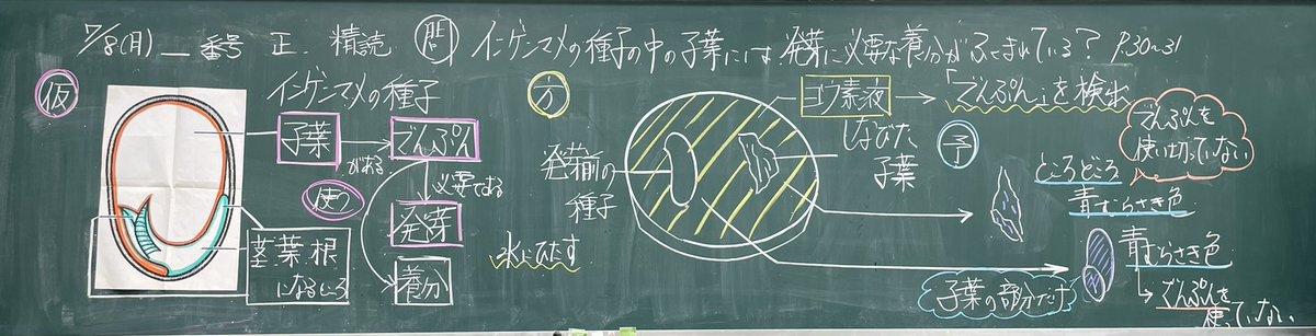 nh_0806's tweet image. 5年「種子の養分」:「インゲンマメは種子の子葉にあるでんぷんを使って発芽する」という仮説となる命題を教科書の先読みによって獲得し,仮説をもとに実験法の適切性を吟味して,結果を予想しながら有意味に実験します。実験に成功すれば,仮説に対する信頼が得られますが,これが理解の本質です。