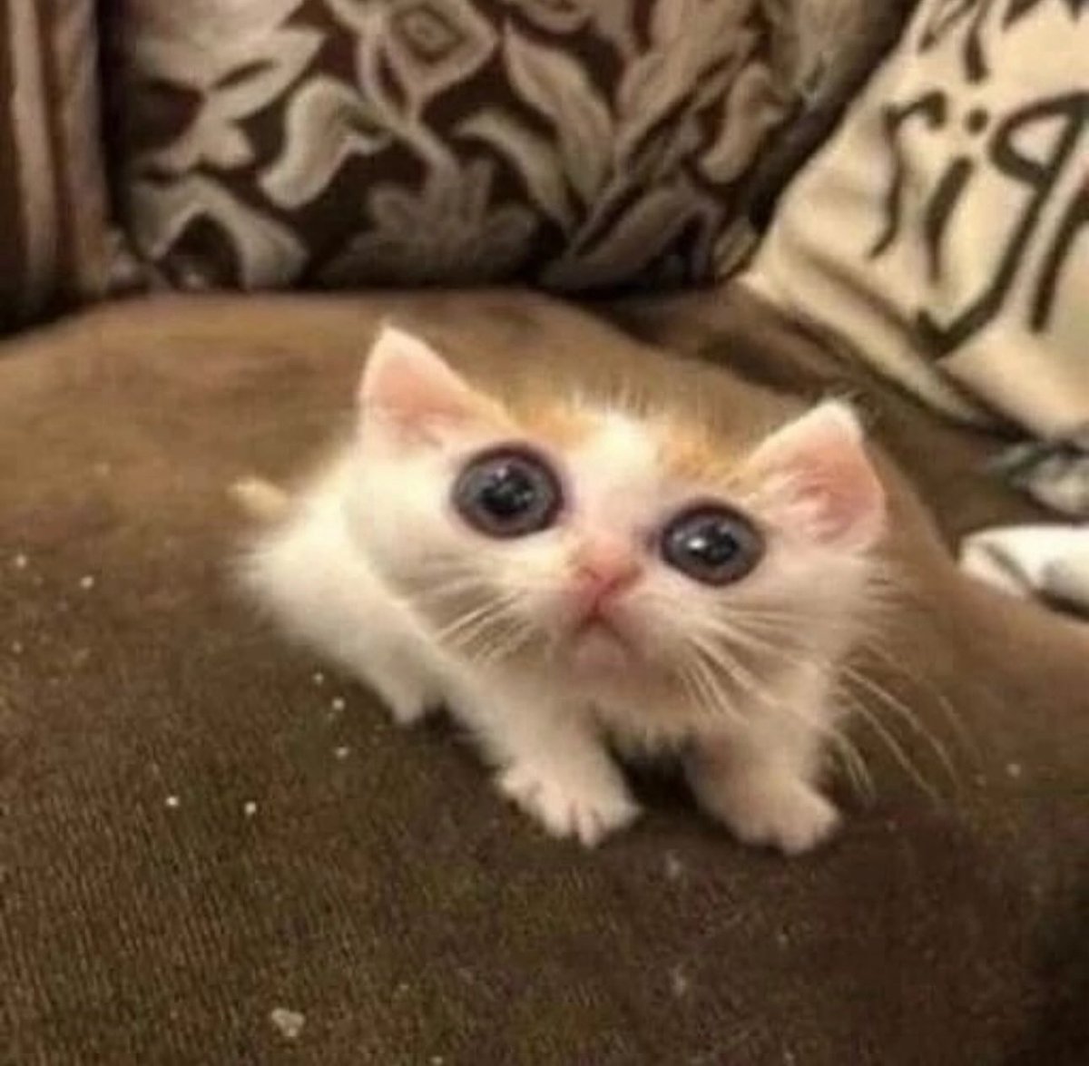Cats with pawerful aura (@aurawithcats) on Twitter photo 