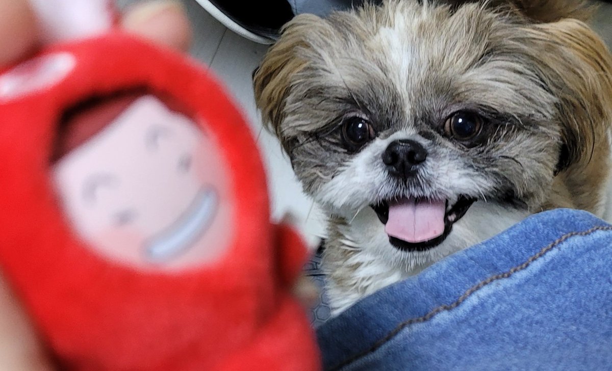 아 ㅋㅋㅋㅋ갤러리 뒤지다가 발견했는데
이때...이 인형 엄청 노렸어....강쥬....
지금은 따로 보관해놨고 따로 장난감 많이 사줘서
강쥬의 최애 장난감 따로 있음