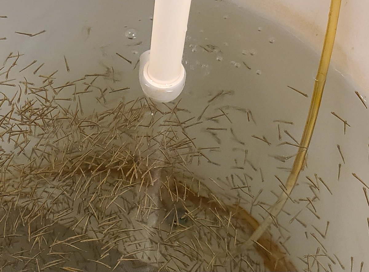 NicoleM_MN's tweet image. A perfect spring day enjoying a couple MN treasures...
Thanks @mndnr for the hatchery tour!
Our scout troop learned about the process from egg to stocking MN lakes + saw baby musky.
Then, a great time @TheOrdway Flint Hills Family Fest. Music 🎶, activities, & saw a great show!