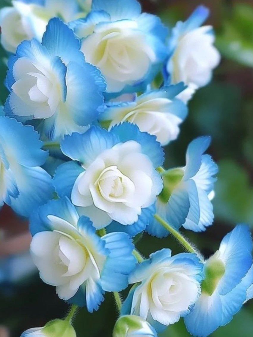May your day bring happiness 
And smiles
🩵🕊️🍃🩵🕊️🍃🩵🕊️🍃🩵🕊️🍃🩵