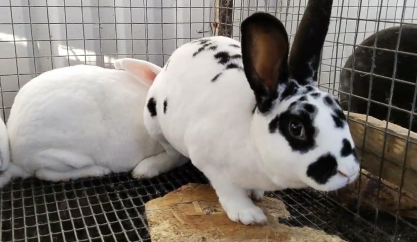 AgriHopper's tweet image. Avoid Inbreeding
⛔ Never mate siblings
✅ Rotate bucks every 6 months
📋 Keep breeding charts
Inbreeding = weak litters, poor growth
Healthy genes = healthy business
#AgriHopper #GeneticPlanning #RabbitBreeding