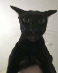 4echidna tweet media