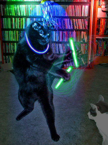 frogzone's tweet photo. #Ravecat nigga mood https://t.co/ISt5j1Di7y