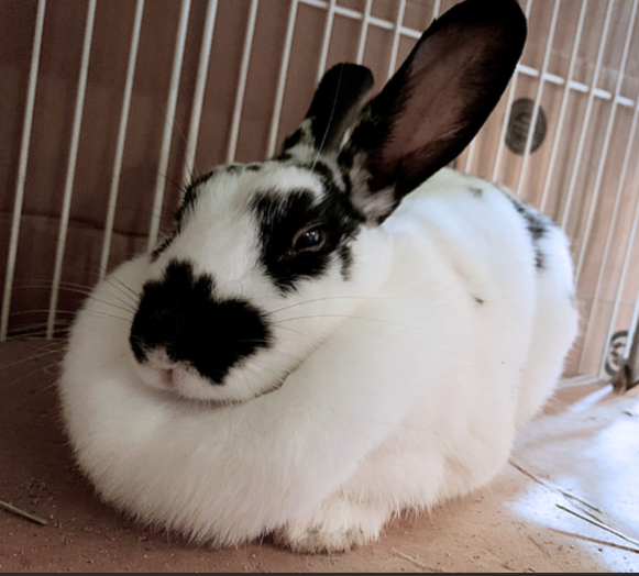 Ammantiax's tweet photo. Rabbit Noise Decoder
a. Teeth grinding = pain
b. Thumping = fear
c. Squeaking = discomfort
d. Silence = normal.
Listen. Your rabbits speak.
#AgriHopper #RabbitBehavior #AnimalWelfare https://t.co/p8RpvK4w1C