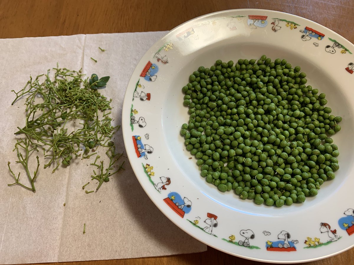 今日は朝から山椒仕事💦