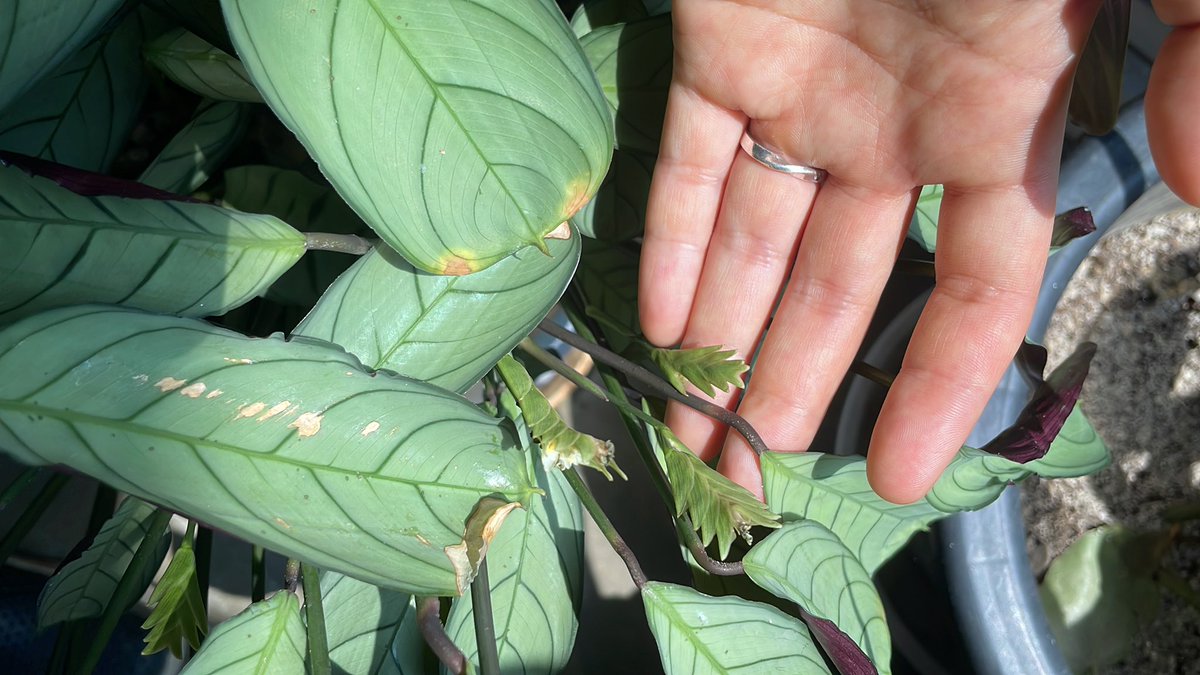 올 우리집 알아서 자라라 준 하나 꽃대 올라왔었네