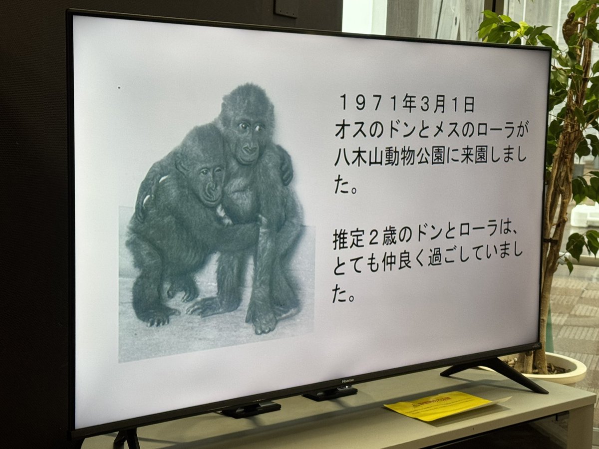 shirokumaroko's tweet image. いつまで上映されているか不明ですがビジターセンターでドンの思い出ムービー再オンエア中
しばらく見入ってしまいました
写真ないけどスタッフ？に抱っこされ✈️タラップに現れたふたり
時代を感じますね
ドンが旅立ってもう6年も経つのか…
#ドン
#八木山動物公園