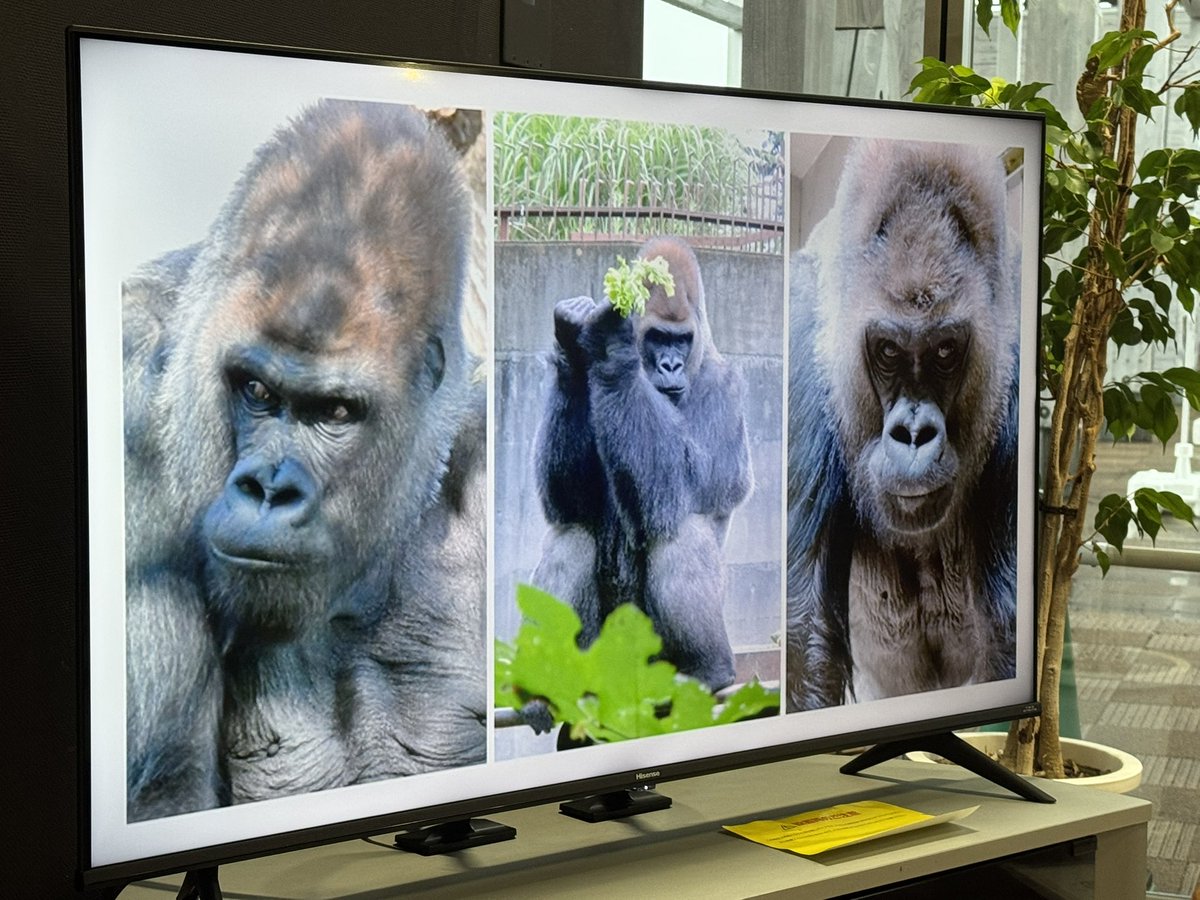 shirokumaroko's tweet image. いつまで上映されているか不明ですがビジターセンターでドンの思い出ムービー再オンエア中
しばらく見入ってしまいました
写真ないけどスタッフ？に抱っこされ✈️タラップに現れたふたり
時代を感じますね
ドンが旅立ってもう6年も経つのか…
#ドン
#八木山動物公園