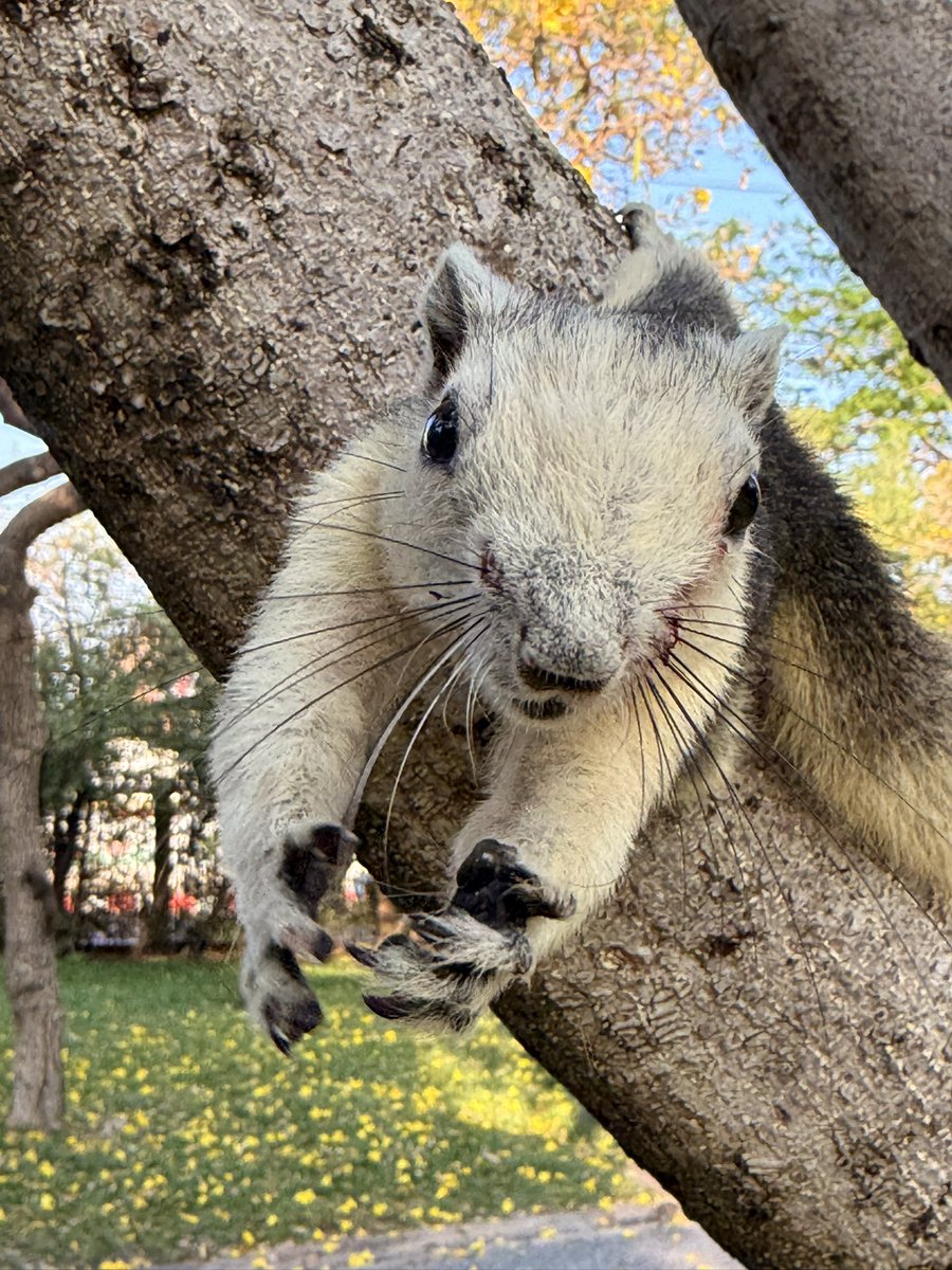 สงสารอะ 😭😭 ละคือกระรอกที่จตุจักรคือเข้าหาคนมากนะ น่าจะเพราะมีคนไปให้ผลไม้ประจำ ขนาดนี่ไปหาน้องๆครั้งแรก น้องๆก็ยังออกมาหา มากินส้มจากมือเลยนะ สงสารน้องๆ 🐿️