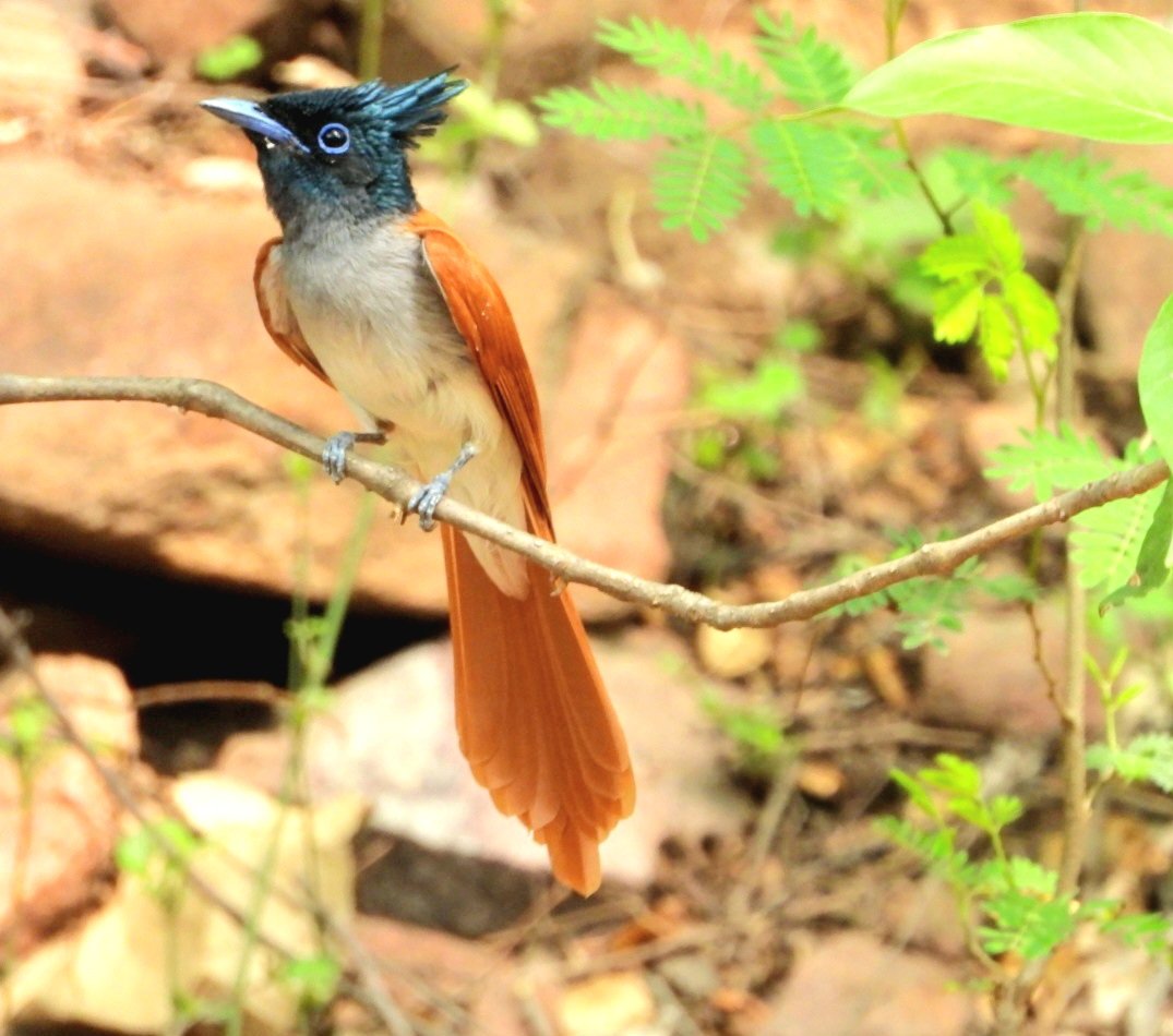 Indian paradise flycatcher is More confident than the male! Busy bee getting their shelter ready! #DelhiNCR #indiaves #ThePhotoHour #BBCWildlifePOTD #birds #birding #Nikon