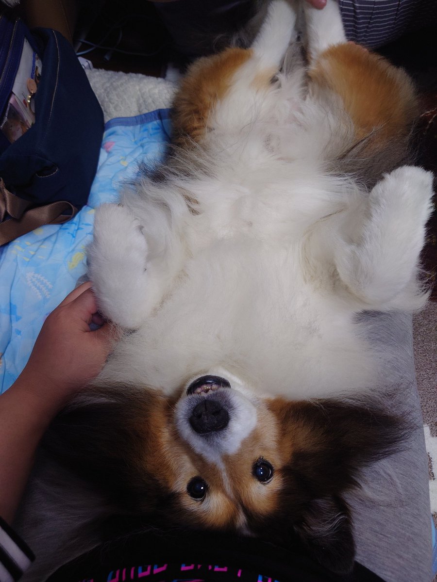 今年も来ました！シェルティの日！
可愛い子達をたくさん見れて幸せな1日🥰
全世界のシェルティが幸せでありますように✨

#シェルティの日2025