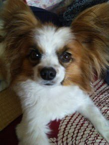 akechan0607kou's tweet photo. コウ、この間49日を迎えました🐶
前回で最後の投稿と思ったのですが、ブログから若い時のたくさんの元気なコウが出てきました🐶
最後は笑顔でまたね☺️ https://t.co/9Wnl8Siym8