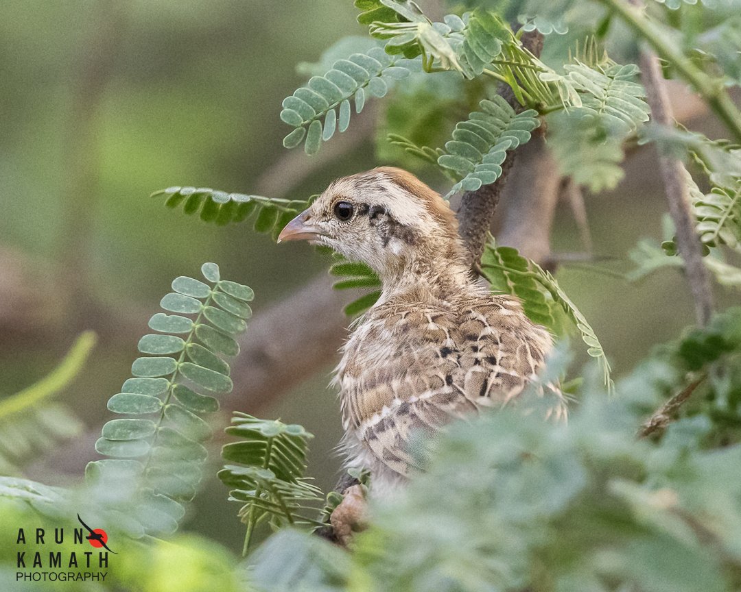 The juvenile of a gray Francolin  perched on a branch assuming its camouflaged from us.

#indiaves #thephotohour #birds #birding #canon #birdsoftwitter