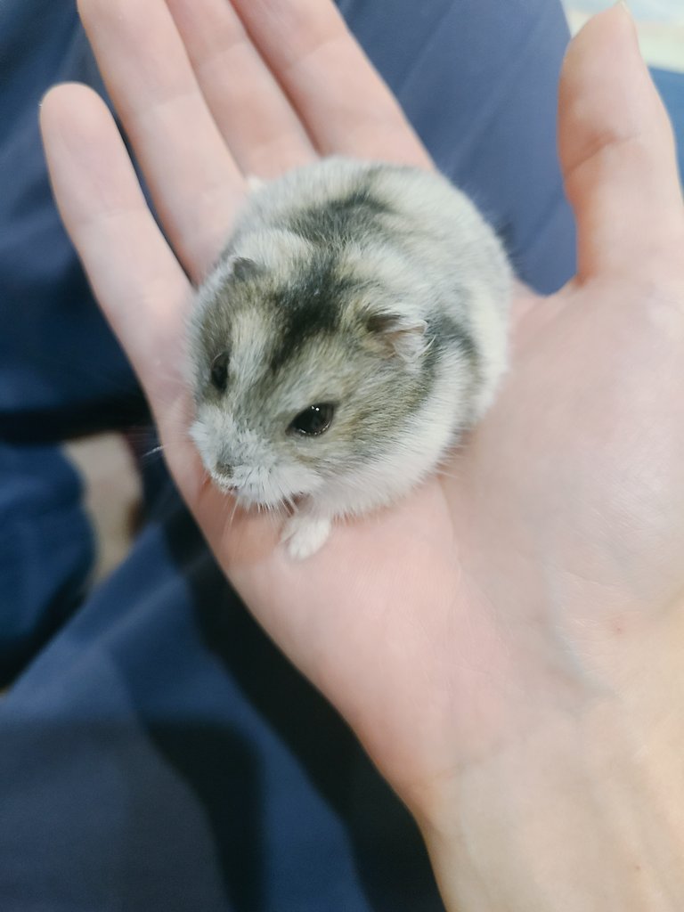 xaxa3739's tweet photo. 手鞠、プリュム
これからもずっと大好き🐹🐱♥️

今までありがとう✨ https://t.co/YY94KiciqW