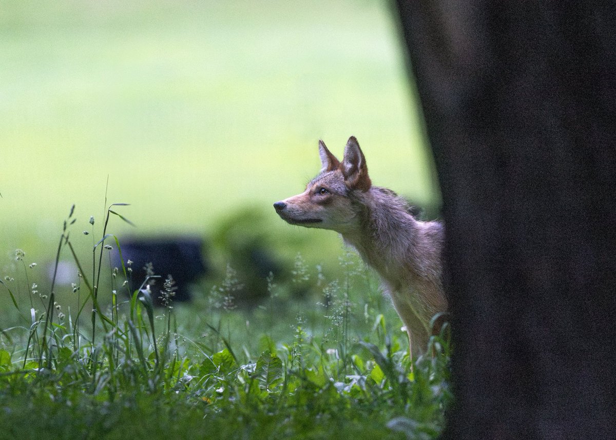 Young coyote starting its day in the Bronx.💕

#coyote #urbanwildlife