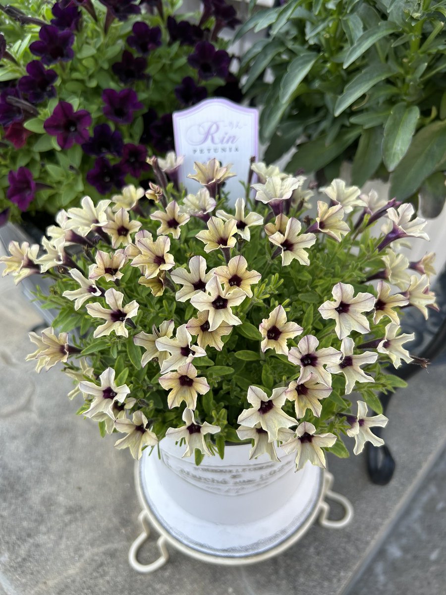 新田 (@uyJI0y4ov9B2WIY) / Posts / X