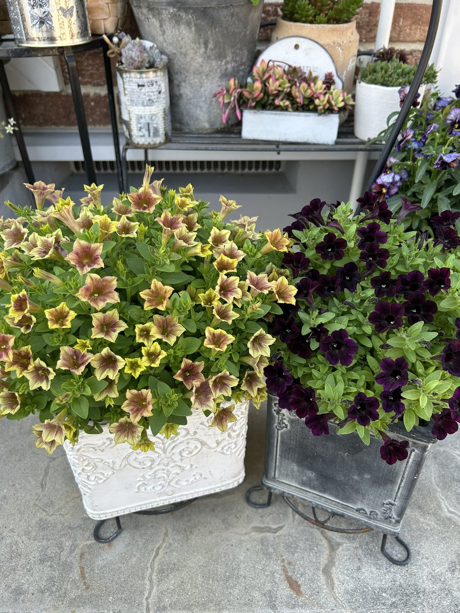 新田 (@uyJI0y4ov9B2WIY) / Posts / X