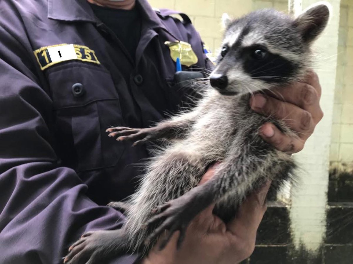 maxhm1980's tweet image. Primeras imagenes de la captura de Norman Quijano jaja 🤣