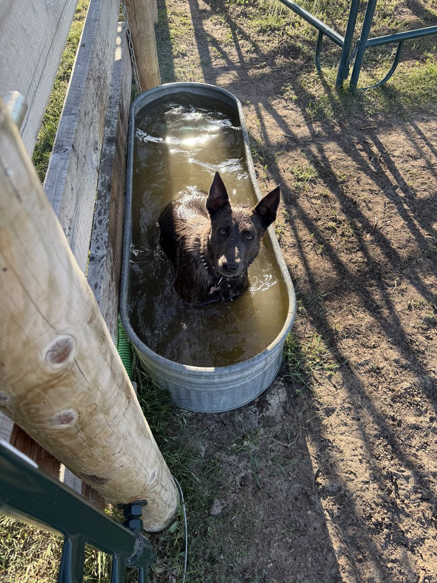 What a doofus.   But man she’s a good guard dog.  #Agtwitter