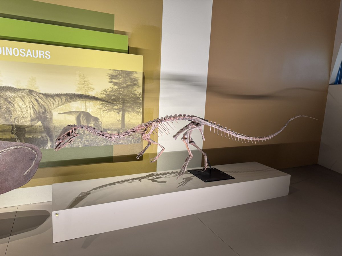 Visiting the Perot Museum of Natural History in Dallas. Here with a huge Tylosaurus and you all know I have a soft spot for Coelophysis