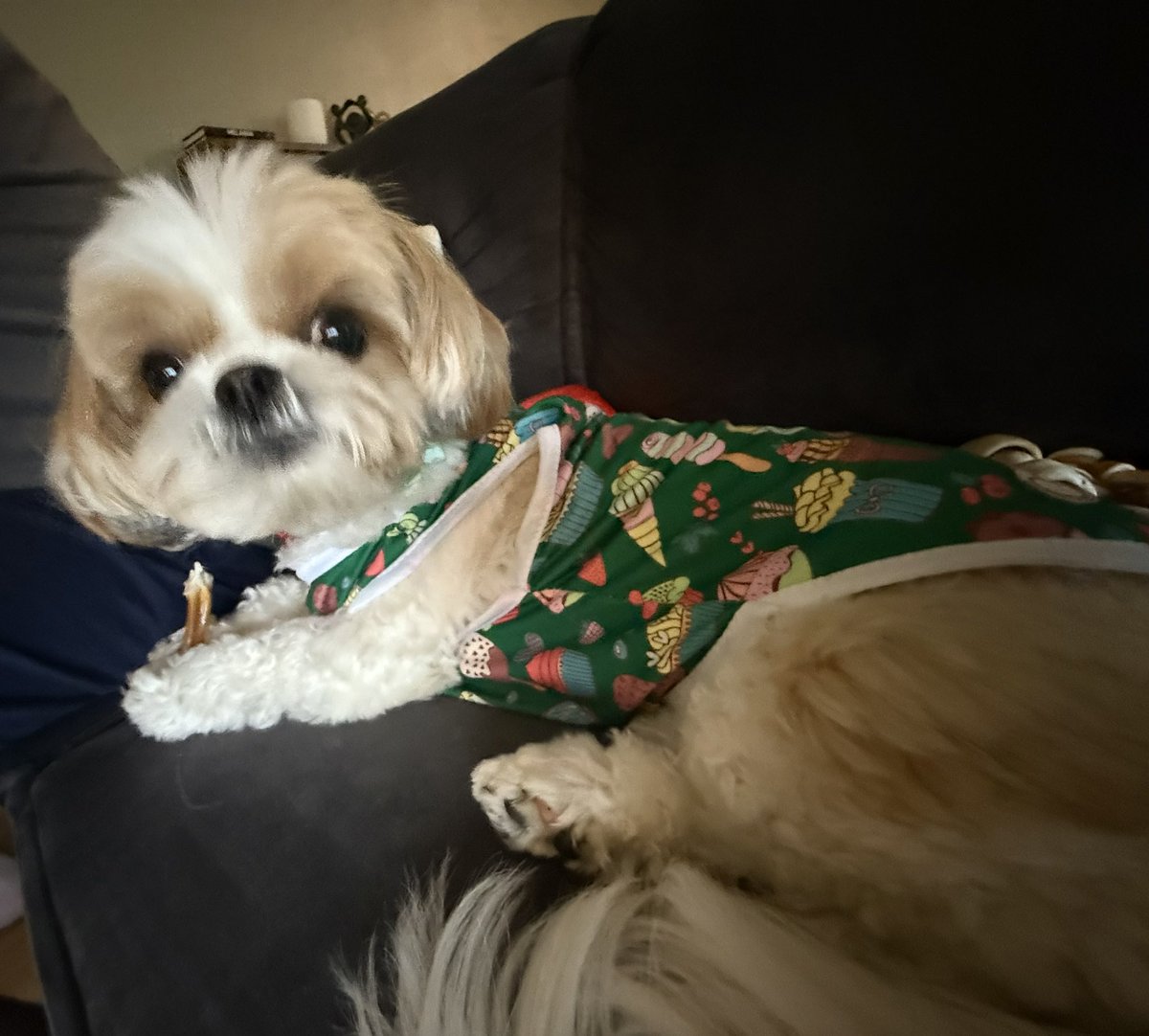 This is a better view of my outfit for today! Love, Abby 💕🐾 #OPLive #OPNation #REELZ #REELZPlus #OPL #OnPatrolLive
