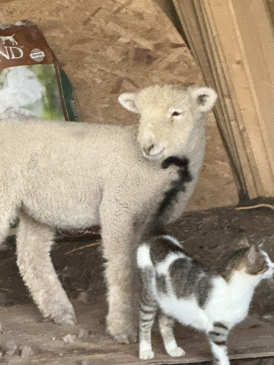 When the lambs meet the cat up close 🐑🐈 #SmileWithLittleD #FarmLife
