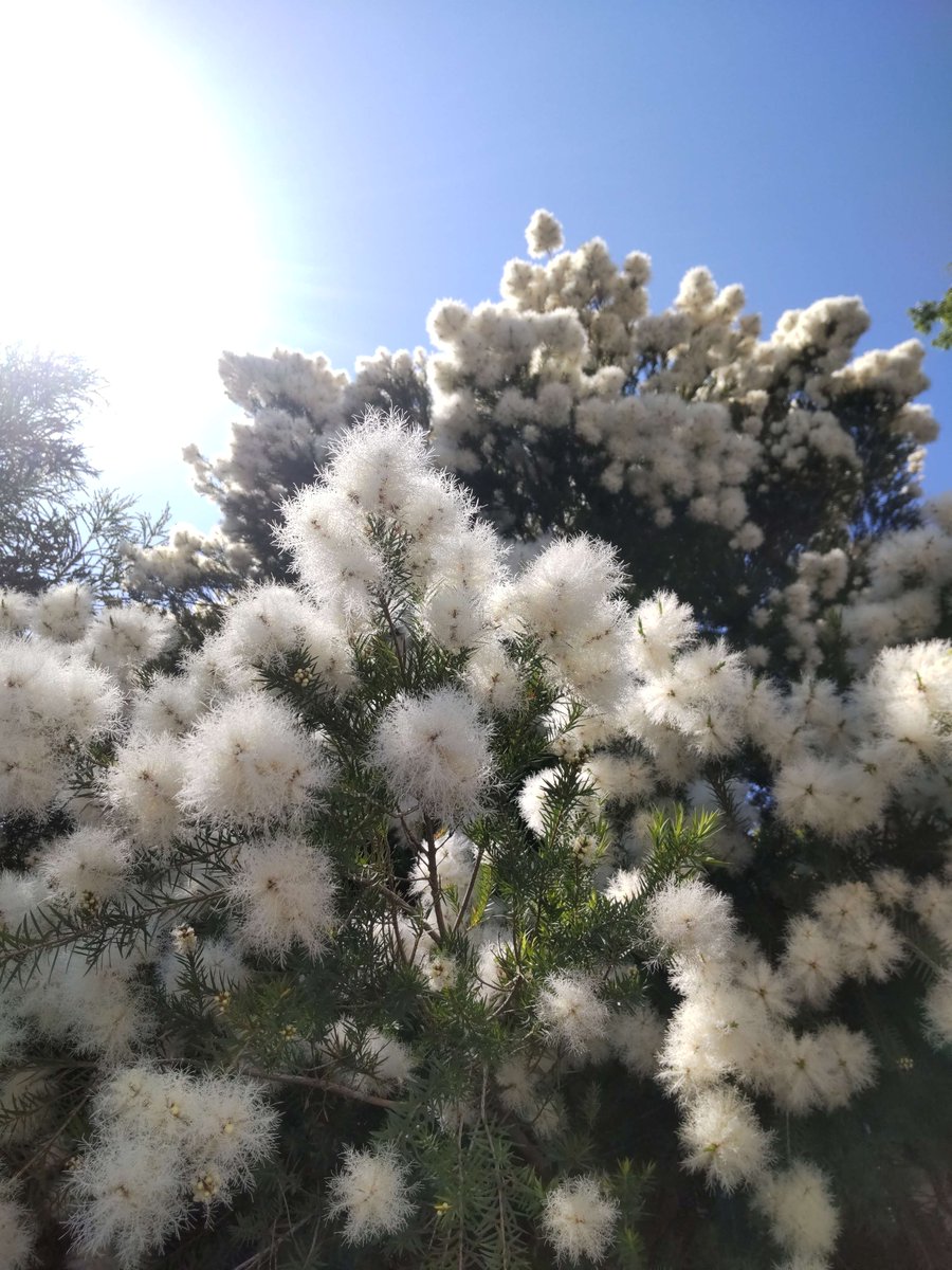 メラレウカ が咲いています！ ＼ オーストラリア原産の木で、花は