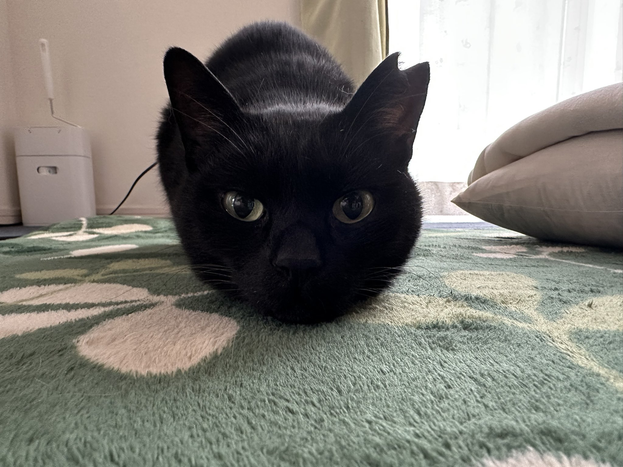 Black cat 黒猫 / ねこねこ ( 0_nlp )のクッション通販