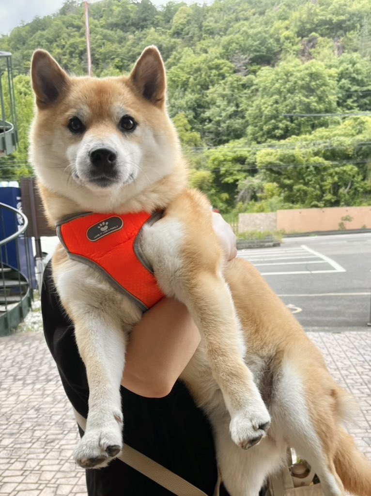 もう結構前から子犬じゃないからね、歩いてください