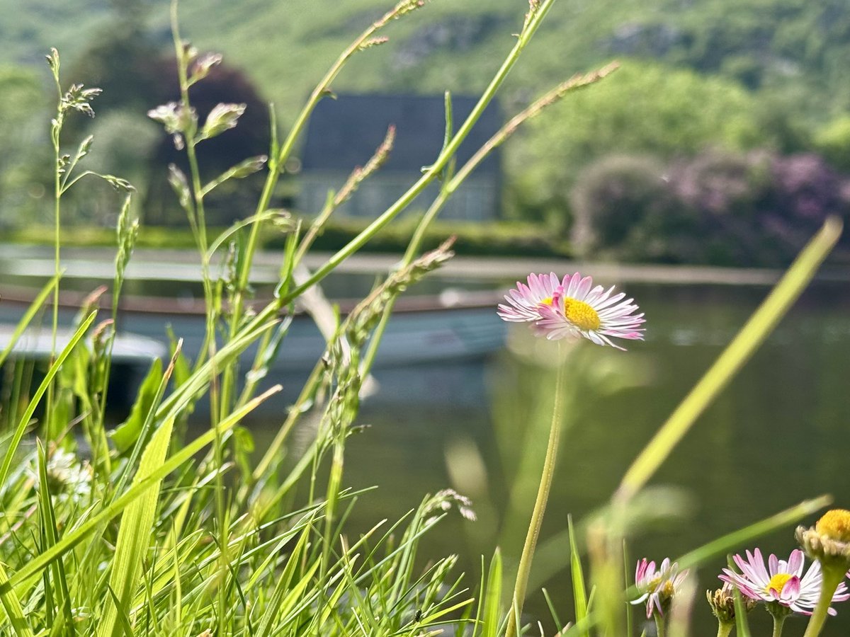 Gougane Barra Hotel (@gouganebarra) on Twitter photo Daisy days are here again🌼 Daisy days are here again🌼