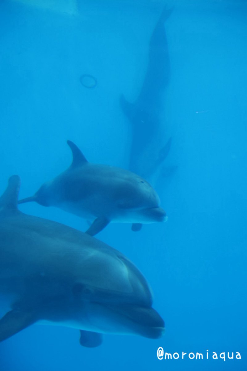 moromiaqua's tweet photo. 土日で鹿児島県、#いおワールド #かごしま水族館 と宮崎県、 ##志布志湾大黒イルカランド へ行きました。
かごしま水族館は目玉のジンベエザメはもちろん、イルカの赤ちゃんもいて大満足な展示で4時間以上滞在しちゃいました。
イルカランドはイルカショーが30分以上の大ボリュームですごかったです😳 https://t.co/oJQDSDaQPI