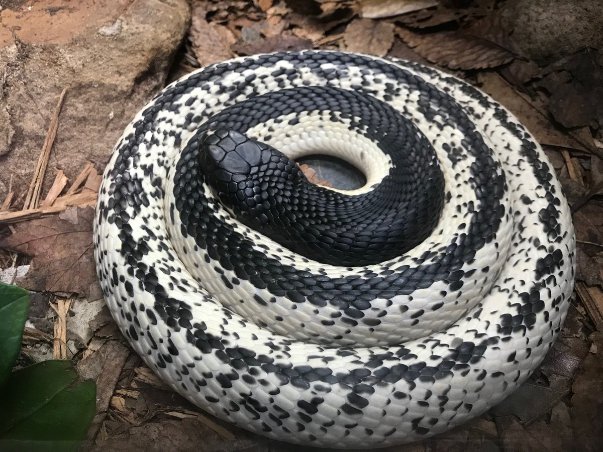 random_snakes's tweet photo. #DumbDMs
Some Person: Ur a liberal moron and I'm unfollowing you.
Me: Is the goal of this message to inform me of my liberal moronishness? Or, is the goal to try to change me into a conservative non-moron? Either way, have a cake and a cobra and have a good night. ๐๐๐๐ฐ๐คช๐ https://t.co/PTEDextepq