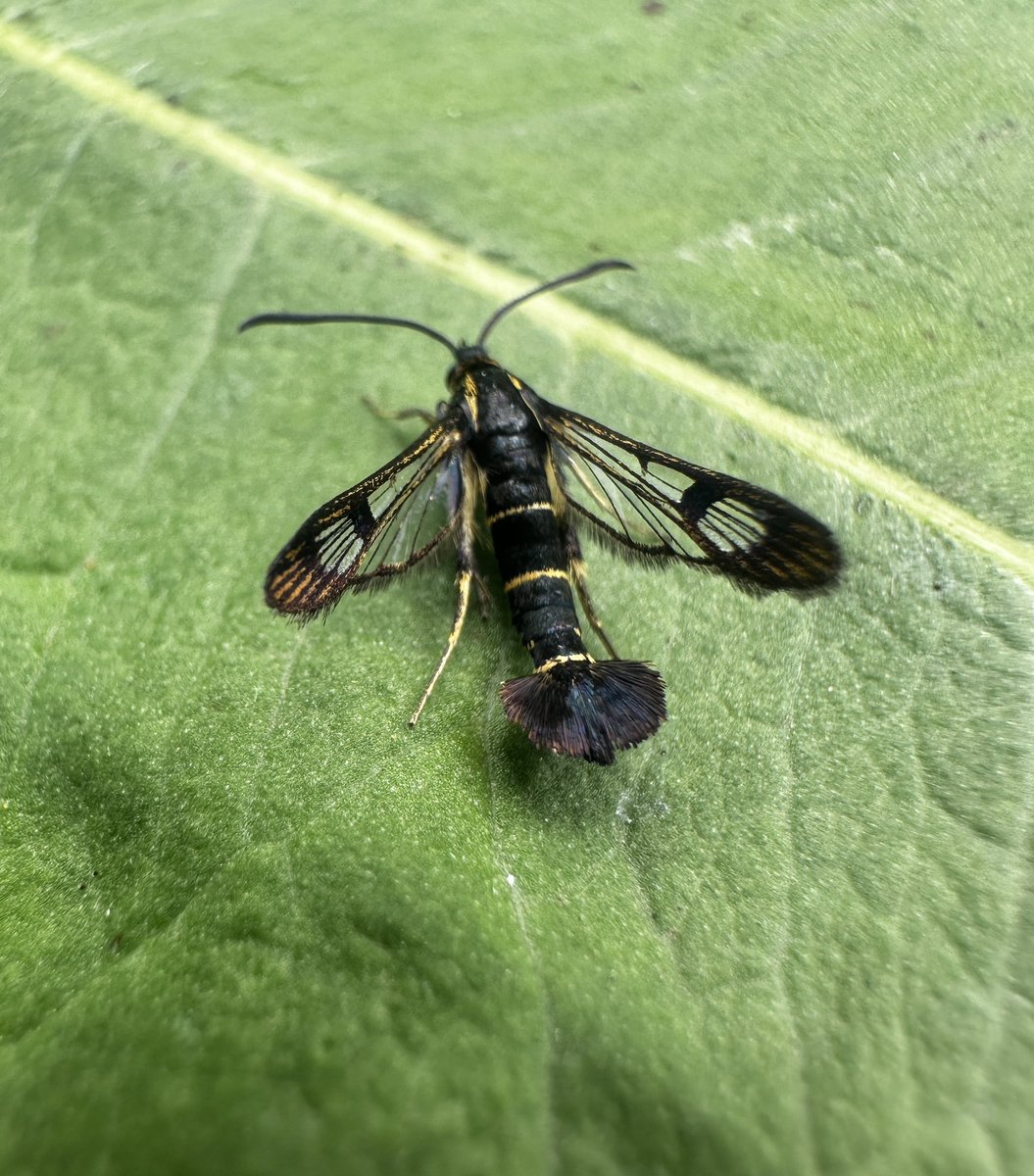 Paul Cashmore (@pcashmore53) on Twitter photo Yesterday’s attempt with the pheromones in my garden attracted 3 Orange-legged Clearwing in the morning.Then later in the afternoon 7 Currant Clearwing <a href="/BritishMoths/">British Moths</a> Yesterday’s attempt with the pheromones in my garden attracted 3 Orange-legged Clearwing in the morning.Then later in the afternoon 7 Currant Clearwing <a href="/BritishMoths/">British Moths</a>