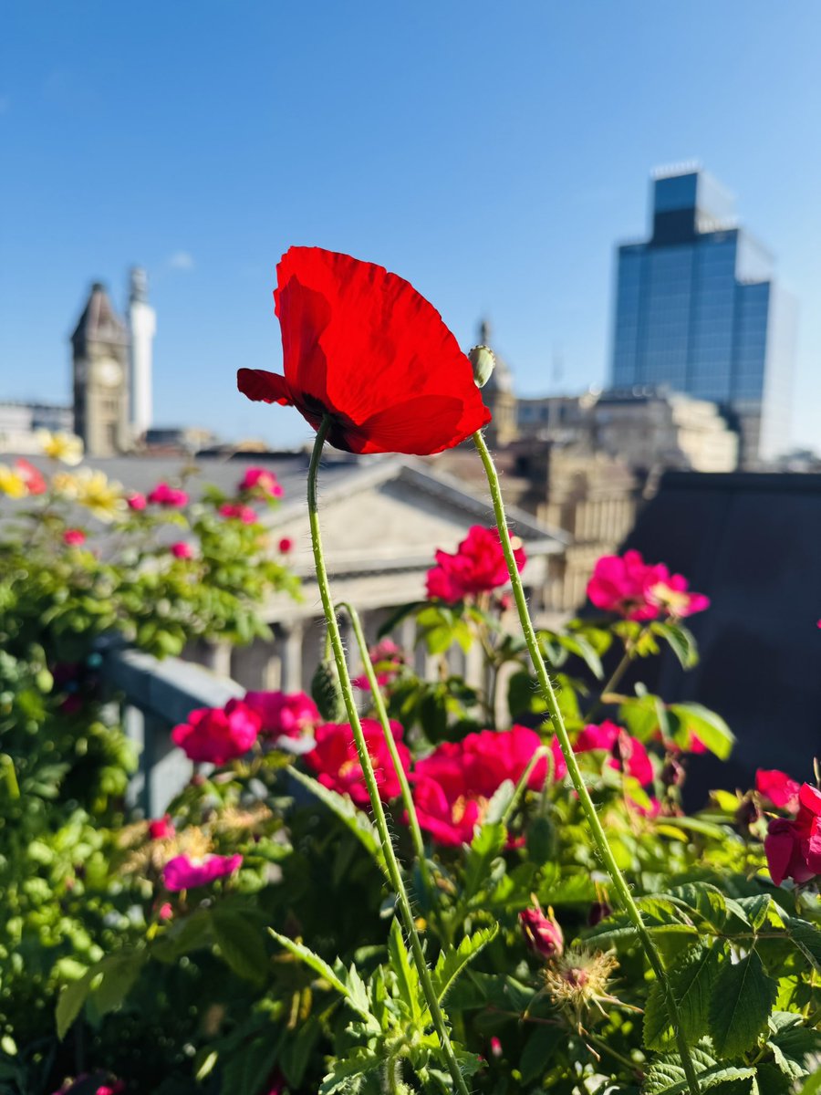 Zaf (@drzaf_pic) on Twitter photo Happy Sunday from the roses,peonies & poppies <a href="/ParadiseBham/">Paradise Birmingham</a> <a href="/103ColmoreRow/">103ColmoreRow</a> <a href="/birmingham_live/">Birmingham Live</a> <a href="/TheMontyDon/">Monty Don</a> <a href="/BirminghamWeAre/">Birmingham We Are</a> <a href="/BBCBreakfast/">BBC Breakfast</a> <a href="/DAustinRoses/">David Austin Roses</a> #roofgarden #Birmingham Happy Sunday from the roses,peonies & poppies <a href="/ParadiseBham/">Paradise Birmingham</a> <a href="/103ColmoreRow/">103ColmoreRow</a> <a href="/birmingham_live/">Birmingham Live</a> <a href="/TheMontyDon/">Monty Don</a> <a href="/BirminghamWeAre/">Birmingham We Are</a> <a href="/BBCBreakfast/">BBC Breakfast</a> <a href="/DAustinRoses/">David Austin Roses</a> #roofgarden #Birmingham