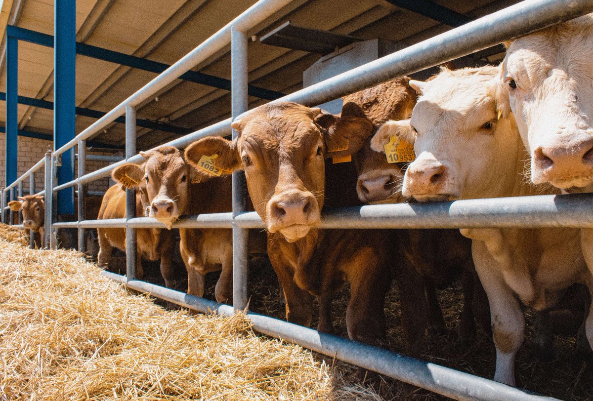 Efeagro's tweet image. La IA que cuida 24/7 de los terneros como un ganadero más.
ow.ly/6W5b50W1rc1
#ia #vacuno #ganadería #terneros