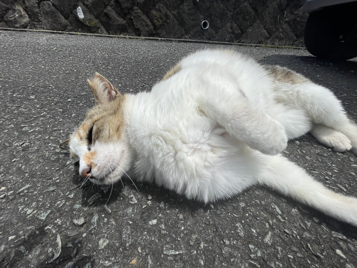 kaidenin's tweet photo. 6月のペット火葬のお休みは平日友引の5日（木）11日（水）17日（火）23日（月）27日（金）になりますのでよろしくお願いします https://t.co/upB2iBzqQE