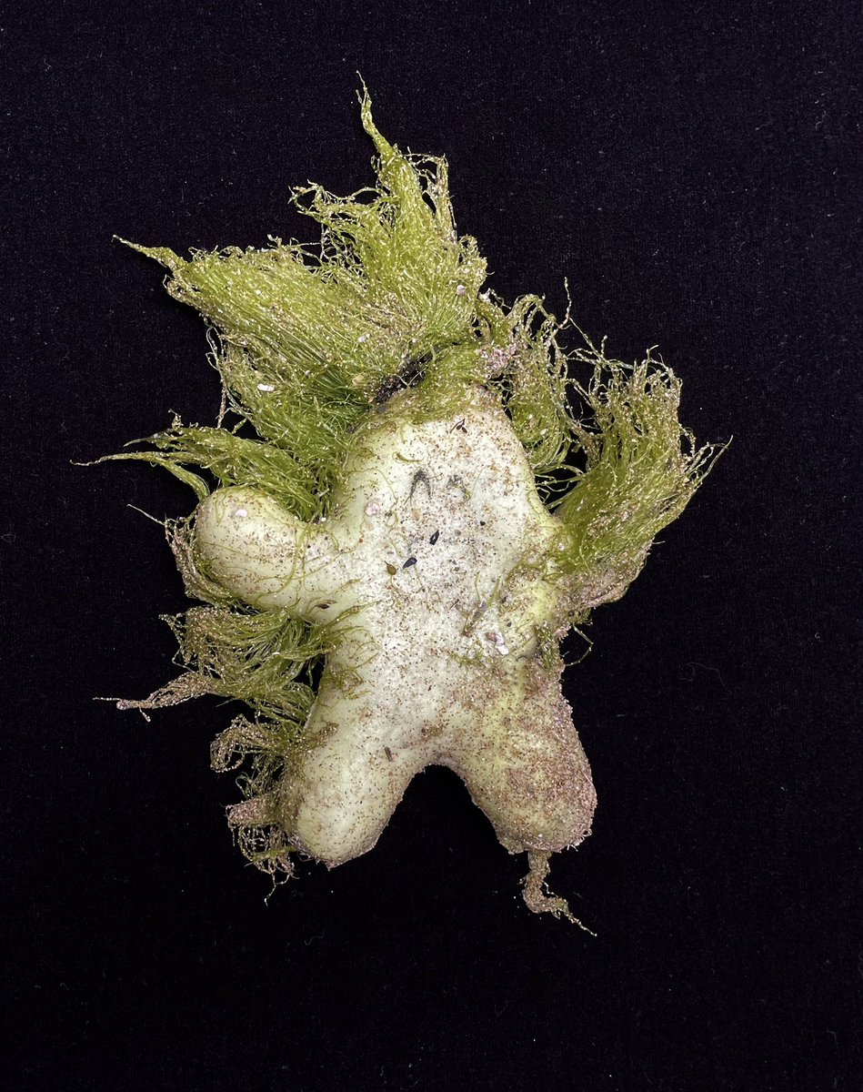 Creature from the deep, washed up this week.